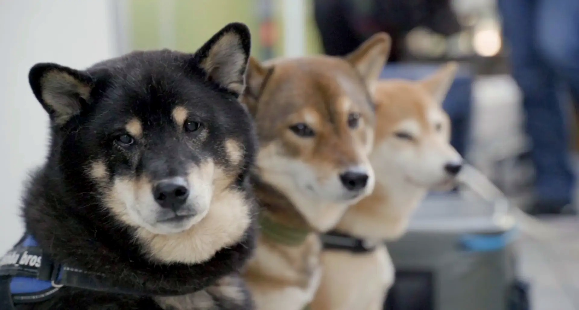 Three shiba inus lined up together on the show floor