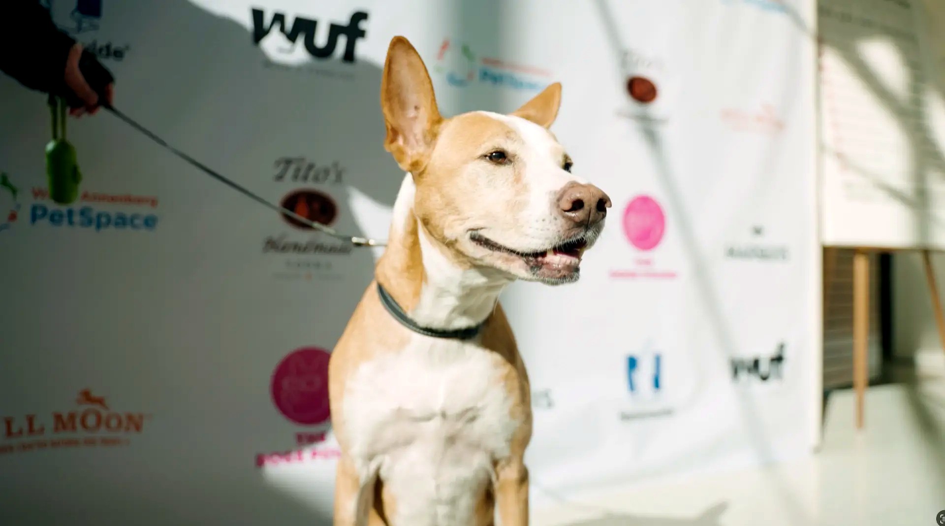 A tan and white dog posing in front of a sponsor step-and-repeat wall