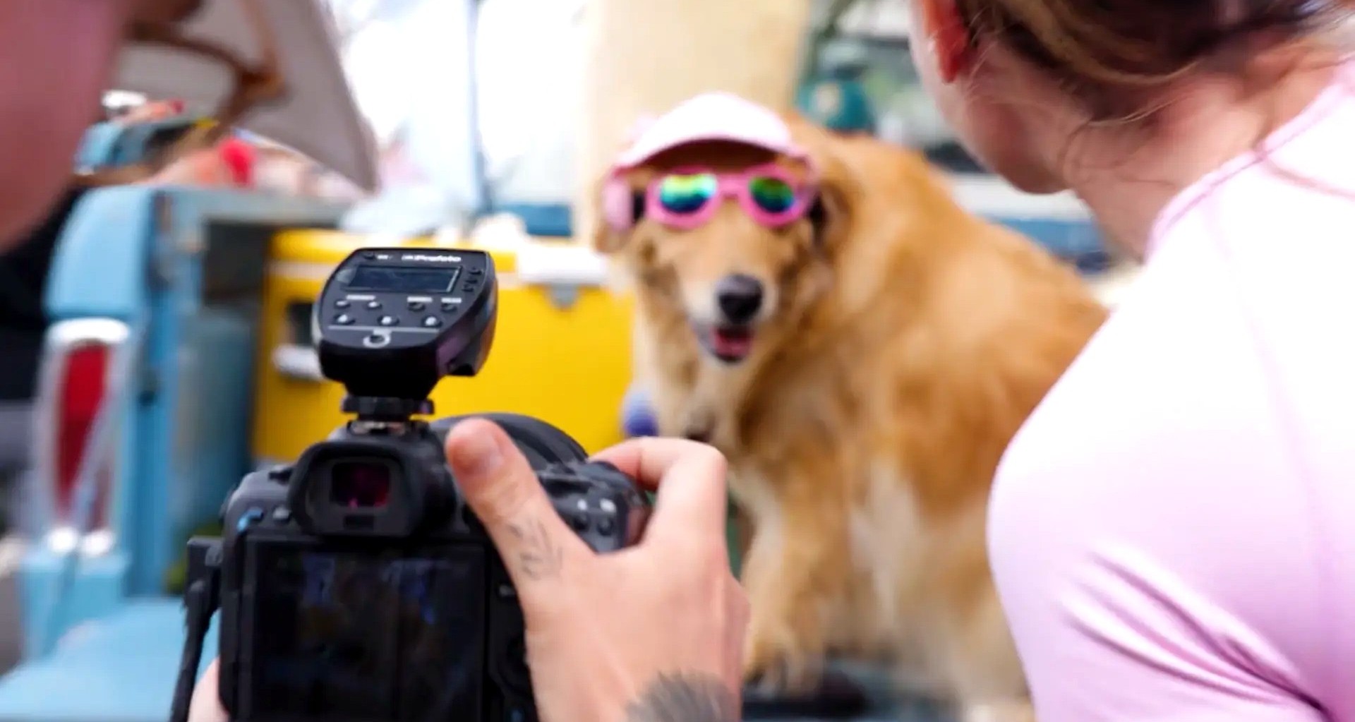 Photographer shooting a golden retriever wearing a pink visor and sunglasses