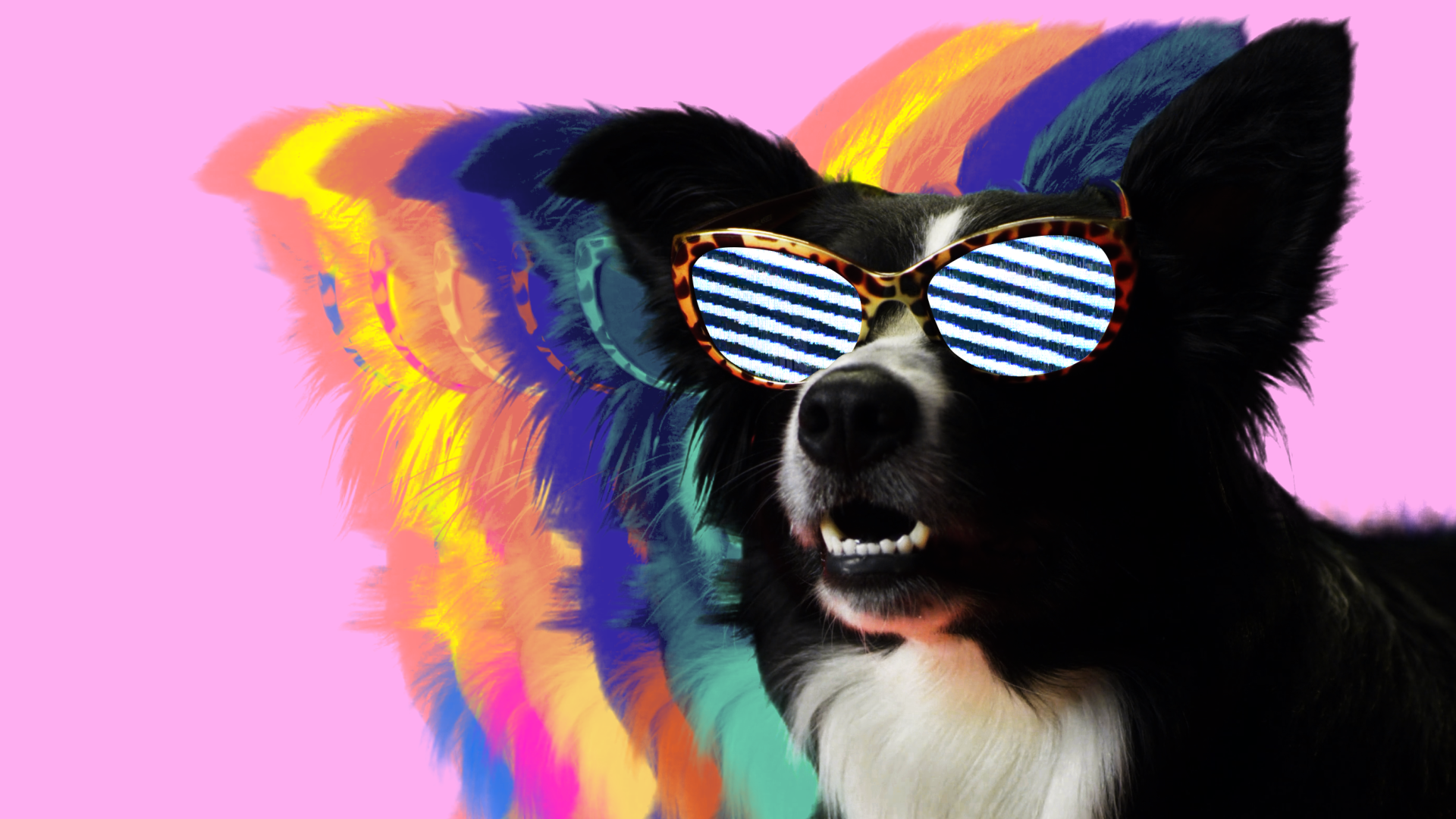 Dog in striped sunglasses against a pink field with motion trails
