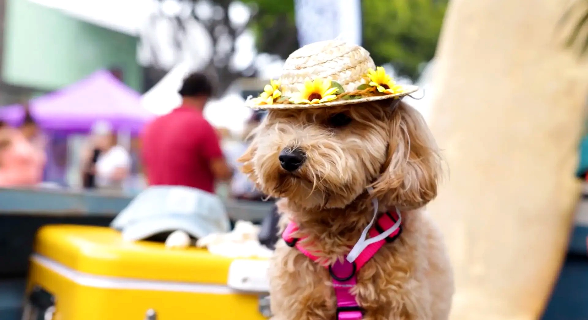 Apricot poodle wearing a straw sunflower hat at the festival